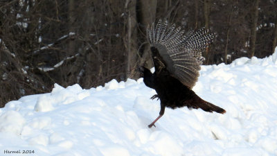 Dindon sauvage - Wild Turkey