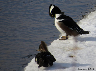 Harle couronné - Hooded Merganser