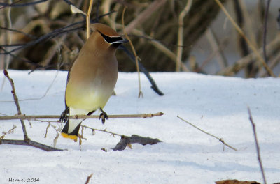 Jaseur d'Amérique - Cedar Waxwing
