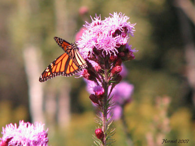 Monarque -Monarch-