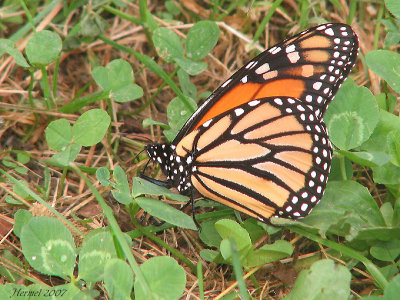 Monarque - Monarch