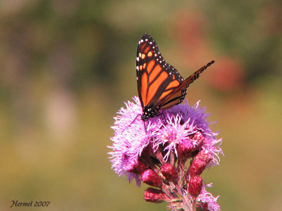 Monarque - Monarch