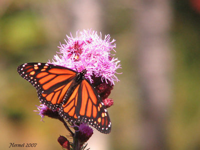 Monarque - Monarch
