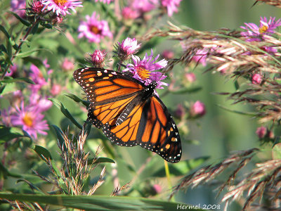 Monarque - Monarch