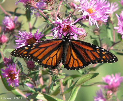 Monarque - Monarch