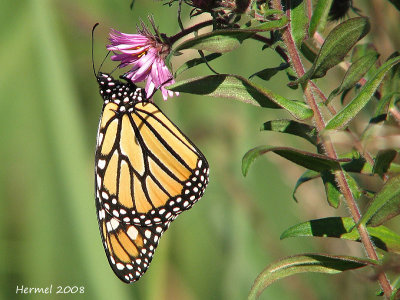 Monarque - Monarch