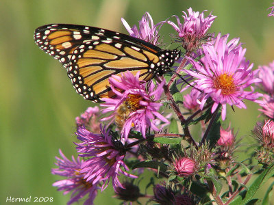 Monarque - Monarch