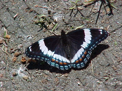 Amiral blanc - Limenitis arthemis - White admiral