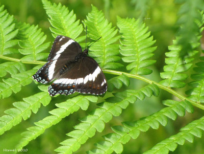 Amiral blanc - Limenitis arthemis - White admiral