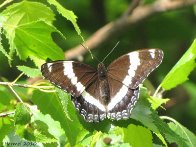 Amiral blanc - Limenitis arthemis - White admiral