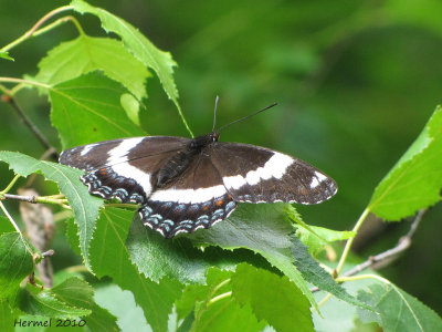 Amiral blanc - Limenitis arthemis - White admiral