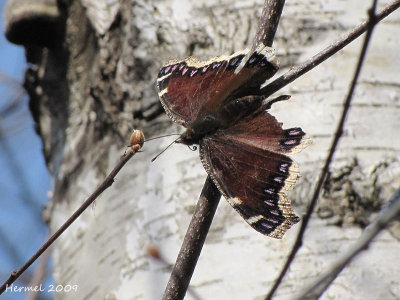 Morio - Mourning Cloak-#4432 - Nymphalis antiopa