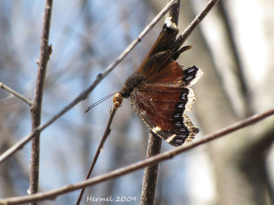 Morio - Mourning Cloak-#4432 - Nymphalis antiopa