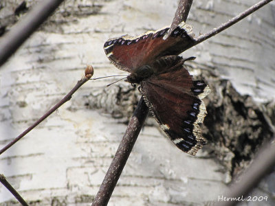 Morio - Mourning Cloak-#4432 - Nymphalis antiopa