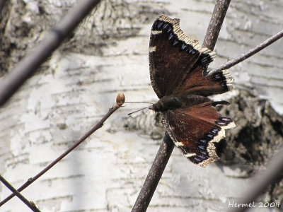Morio - Mourning Cloak-#4432 - Nymphalis antiopa