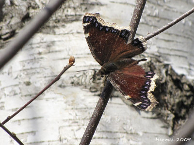 Morio - Mourning Cloak-#4432 - Nymphalis antiopa