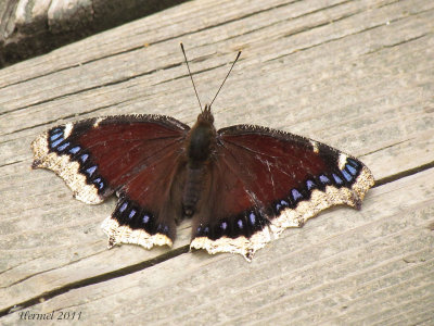 Morio - Mourning Cloak-#4432 - Nymphalis antiopa
