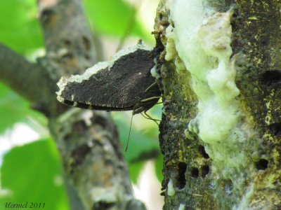 Morio - Mourning Cloak-#4432 - Nymphalis antiopa