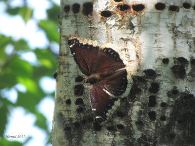 Morio - Mourning Cloak-#4432 - Nymphalis antiopa