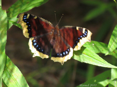 Morio - Mourning Cloak-#4432 - Nymphalis antiopa