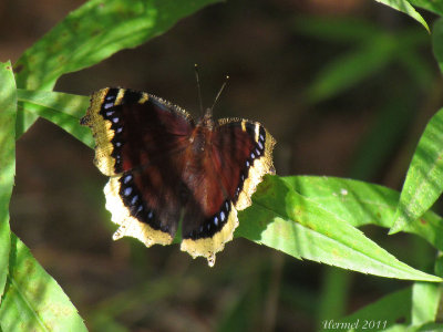 Morio - Mourning Cloak-#4432 - Nymphalis antiopa