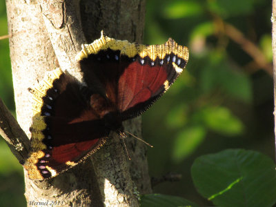 Morio - Mourning Cloak-#4432 - Nymphalis antiopa