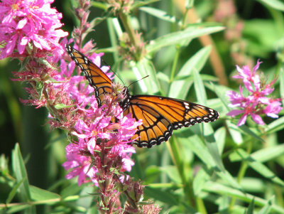 Vice-roi - Viceroy - 4523 - liminitis archippus