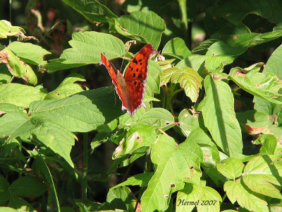 Polygone  queues violaces - Polygonia interrogationis #4420 - Question mark