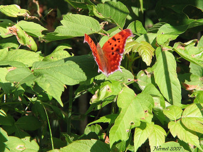 Polygone  queues violaces - Polygonia interrogationis #4420 - Question mark