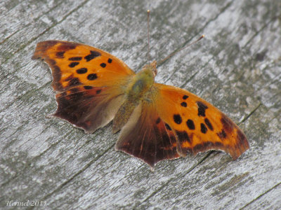 Polygone  queues violaces - Polygonia interrogationis #4420 - Question mark