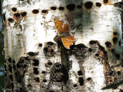 Polygone  queues violaces - Polygonia interrogationis #4420 - Question mark