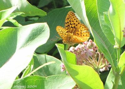 Argynne de Cyble - #4450 - Great spangled fritiliary - Speyeria cybele