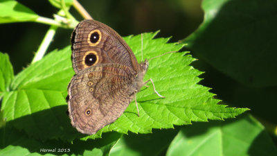 Satyre des prs - #4587 - Wood Nymph - Cercyonis pegala