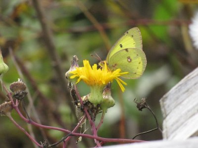 Coliade du trèfle - #4209 - Clouded Sulphur - Colias philodes