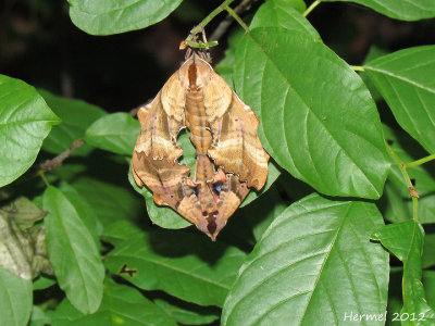 Sphinx aveugle - #7824 - Blinded Sphinx - Paonas excaecata