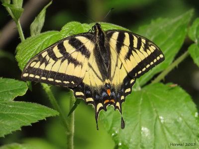 Papillon tigré du Canada - Papilio canadensis - Canadian tiger swallowtail