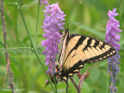 Papillon tigré du Canada - Papilio canadensis - Canadian tiger swallowtail