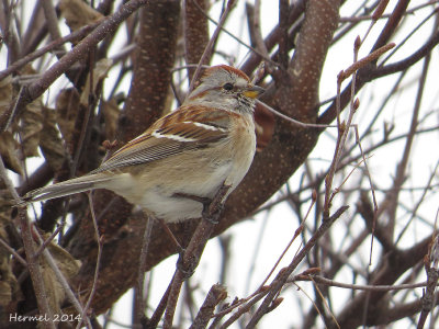 Bruant hudsonien - American tree Sparrow