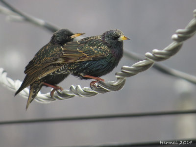Étourneau sansonnet - European Starling