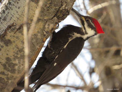 Grand Pic - Pileated Woodpecker