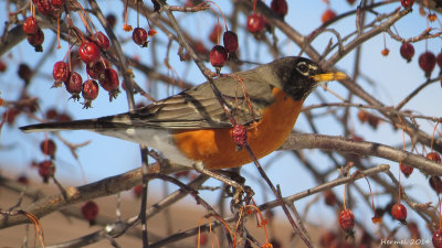 Merle d'Amérique - American Robin