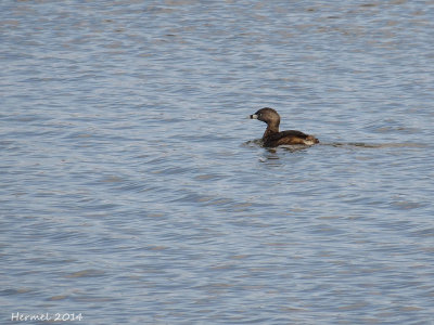 Grèbe à bec bigarré - Pied-billed Grebe