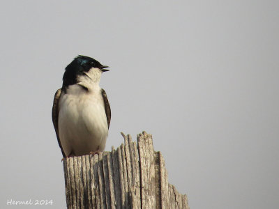 Hirondelle bicolore - Tree Swallow