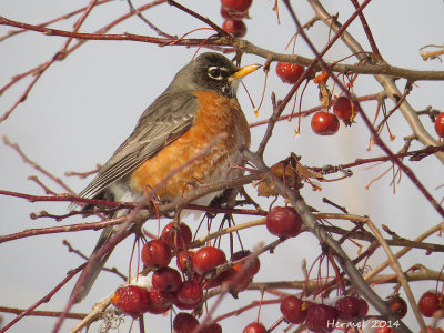 Merle d'Amérique - American Robin