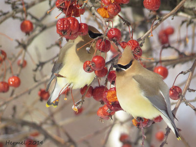 Jaseur d'Amérique - Cedar Waxwing