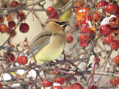 Jaseur d'Amérique - Cedar Waxwing