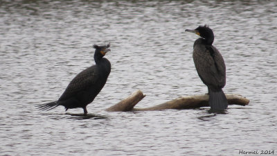 Cormoran à aigrettes - Double-crested Cormorant