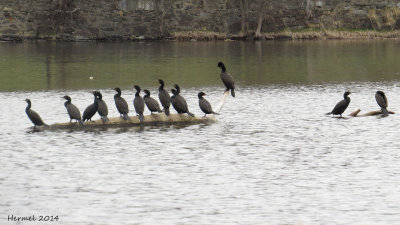 Cormoran à aigrettes - Double-crested Cormorant