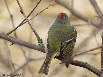 Roitelet  couronne rubis - Ruby-crowned Kinglet