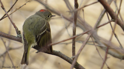 Roitelet  couronne rubis - Ruby-crowned Kinglet